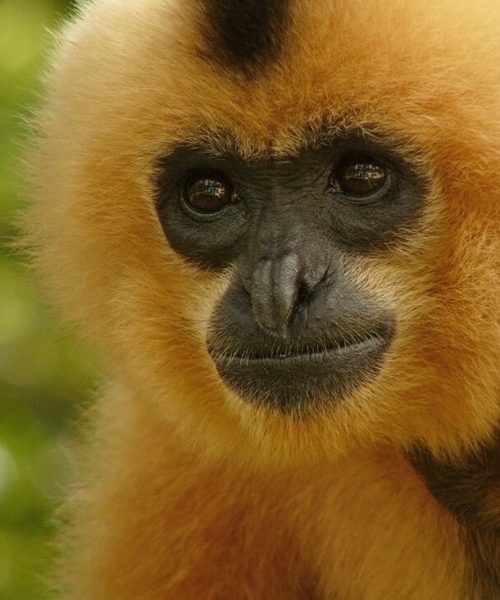 Gelbwangen-Schopfgibbon