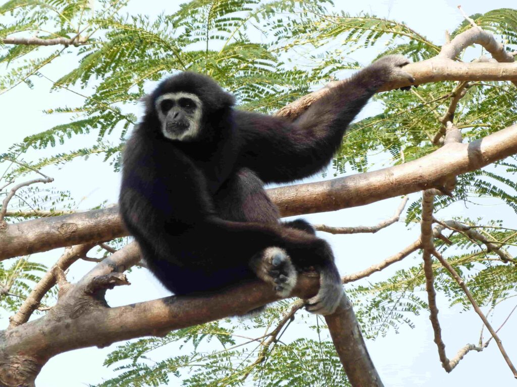 Weisshandgibbon hangelt sich durch die Baumkronen