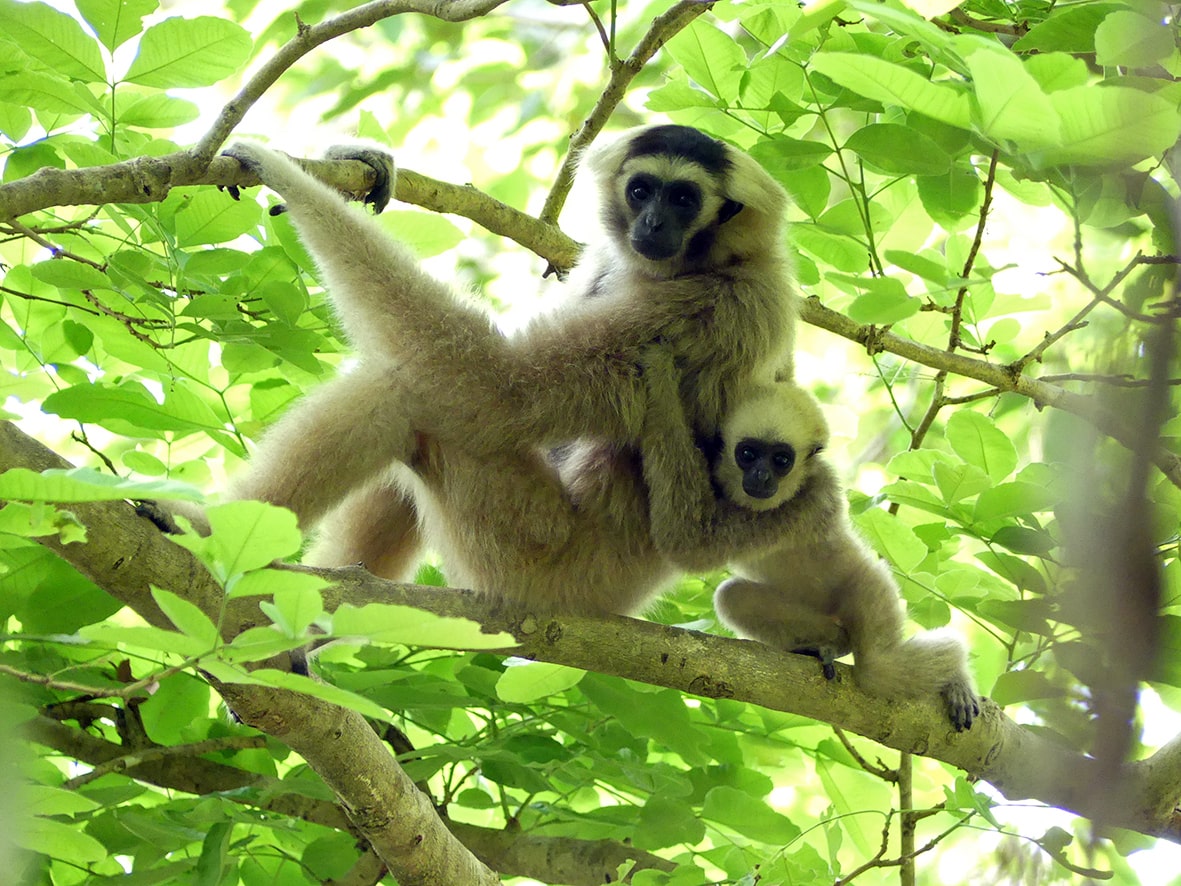 Kappengibbon