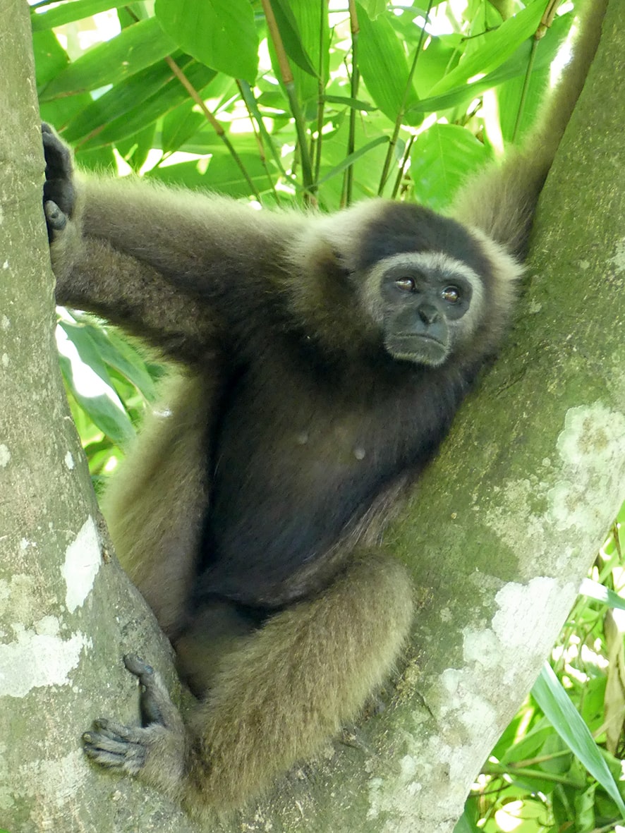 Nordborneo-Gibbon im Geäst, Nahaufnahme
