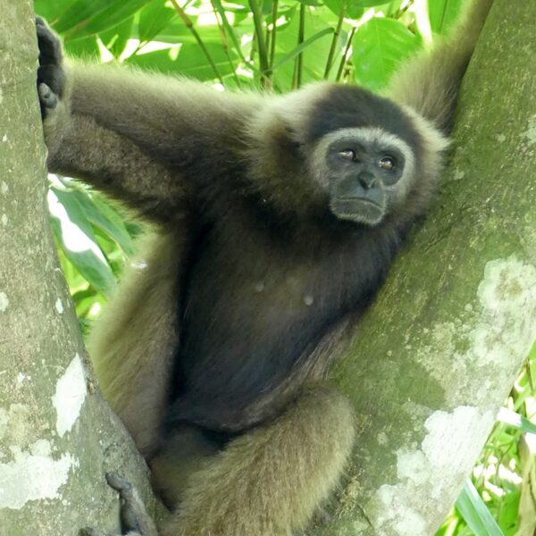 Nordborneo-Gibbon
