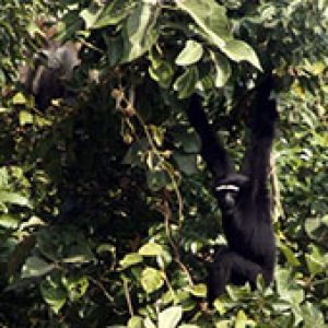 Waldgebiet in Bangladesch
