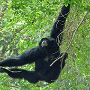 Waldh&uuml;gel der Hadabuan Hills auf Sumatra
